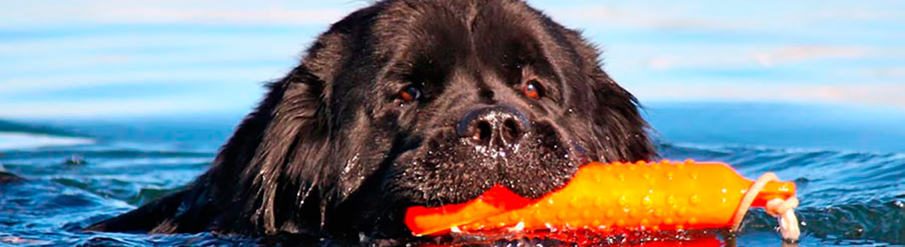 Conoce el salvamento acuático con perros