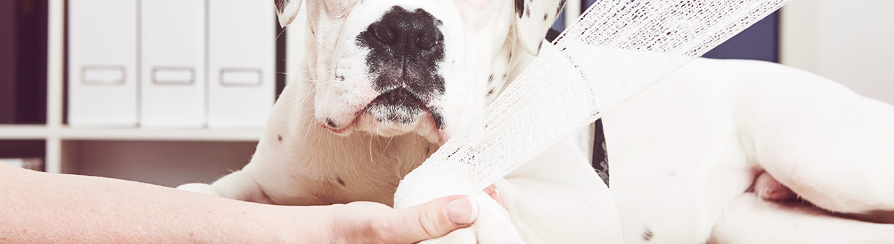 Urgencia veterinaria en perros: qué es y cómo identificarla