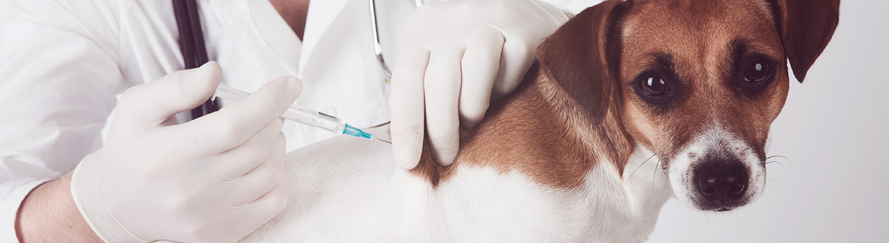Vacunas obligatorias que deberías ponerle a tu perro