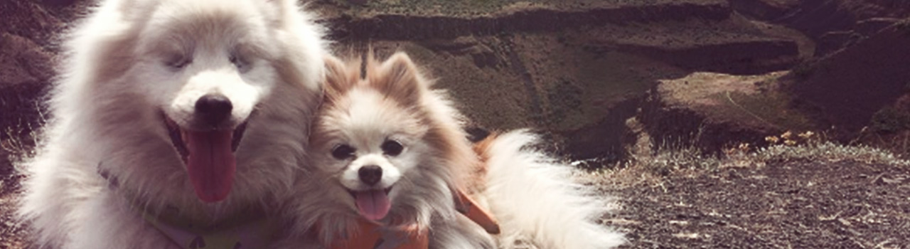 Zen, el perro que guía a su amiga canina ciega