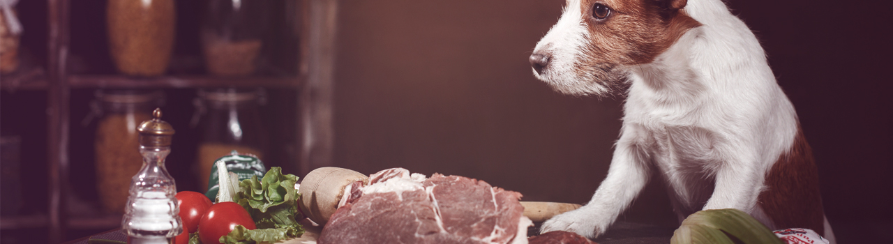 Alimentos peligrosos para los perros