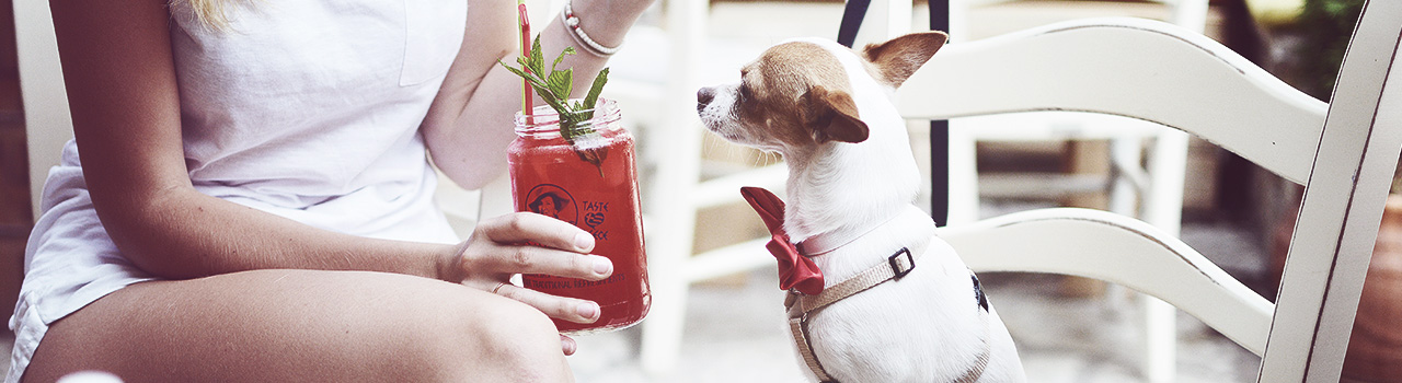 Diez ideas para pasar un festivo divertido con tu perro