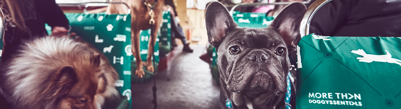 Crean en Londres el primer bus para perros