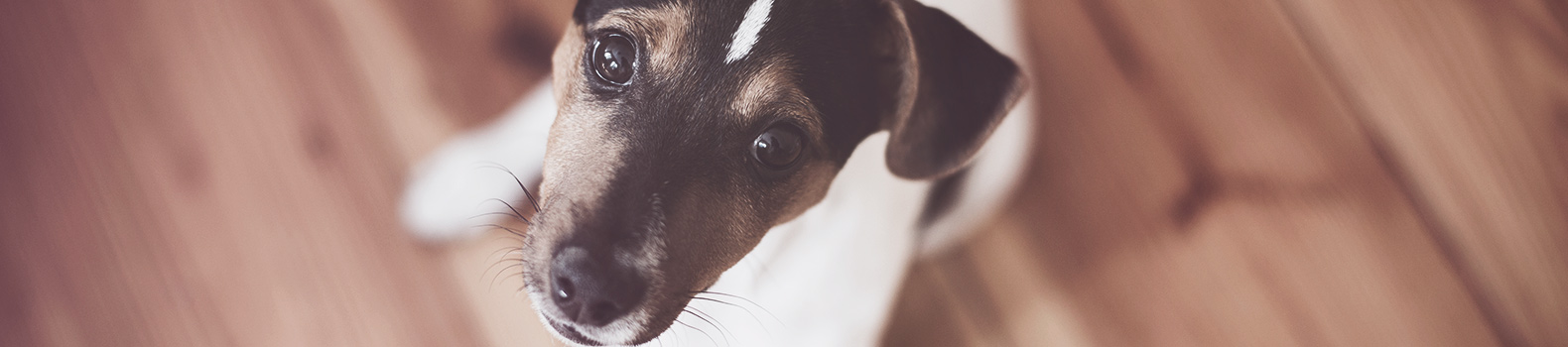 Cómo se comunican los perros
