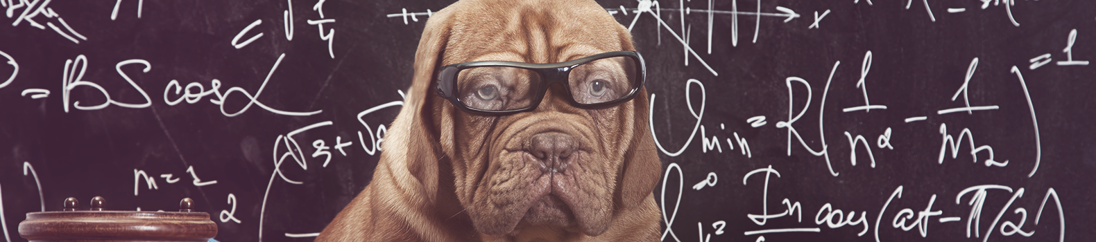 Quiz: Find out how much do you spend on your dog