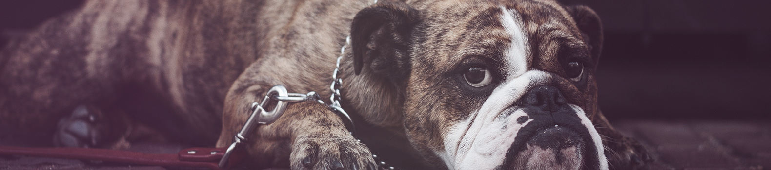 10 Curiosidades sobre los perros