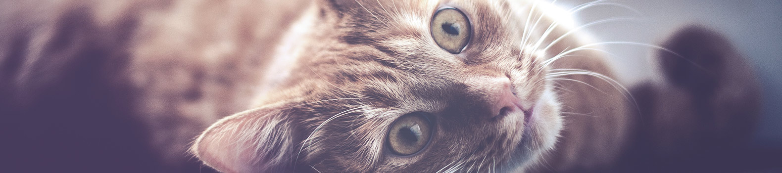 consejos para cuidar tus gatos