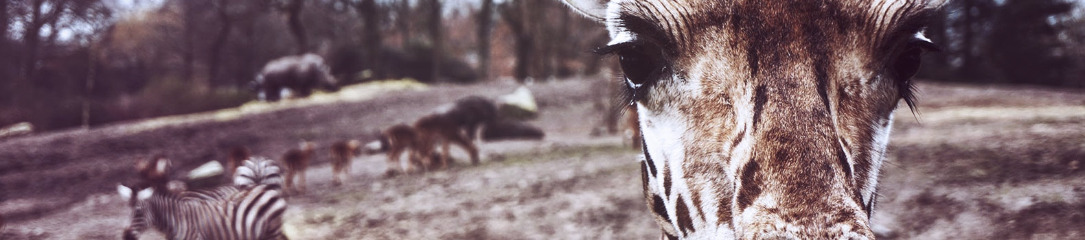 Quiz: Which animal are you?