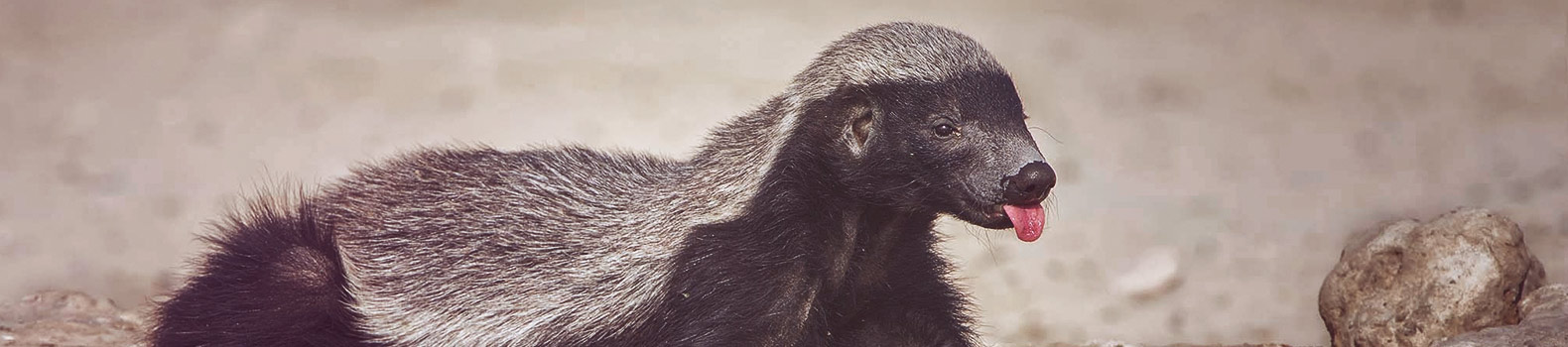 El tejón de la miel, un animal con el que no querrás cruzarte