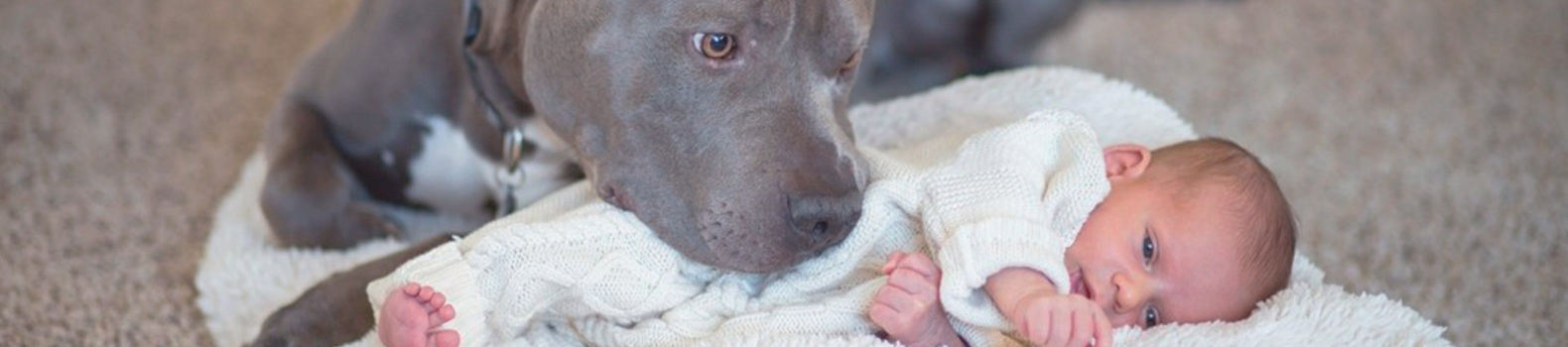 Zack, el pitbull que protegió los sueños de su pequeña dueña durante toda su vida