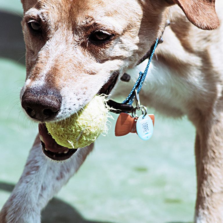24 razones para adoptar