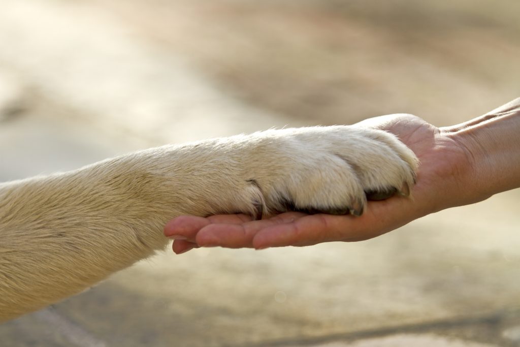 Mascotas y personas mayores, adiós a la soledad