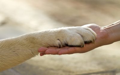 Mascotas y personas mayores, adiós a la soledad