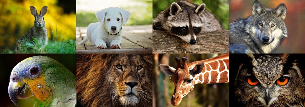 Día Mundial de los Animales
