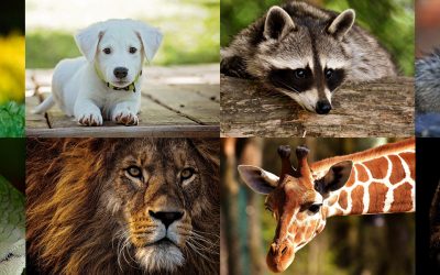 Día Mundial de los Animales