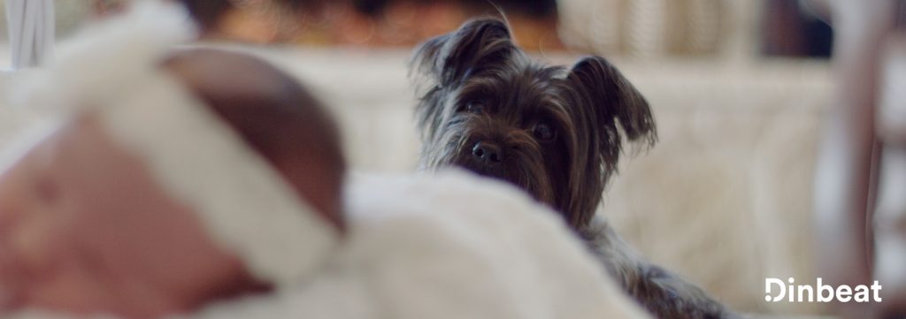 ¿Cómo son las terapias con perros?