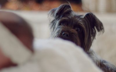 ¿Cómo son las terapias con perros?