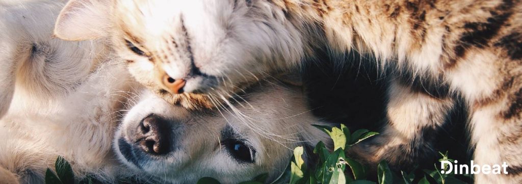 Día Mundial de los Derechos de los Animales