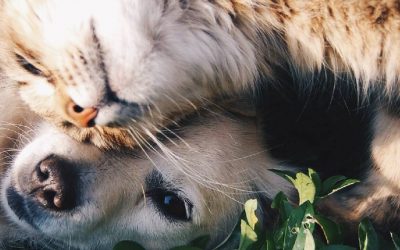 Día Mundial de los Derechos de los Animales