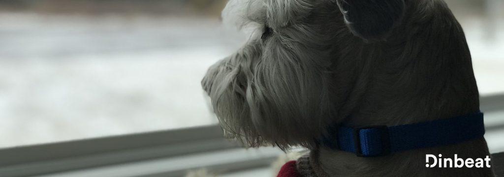 ¿Por qué se asustan los perros con las tormentas?