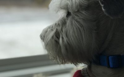 ¿Por qué se asustan los perros con las tormentas?