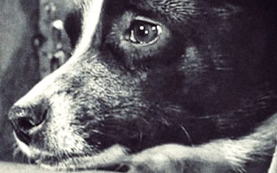 La historia jamás contada de Laika, la perra espacial