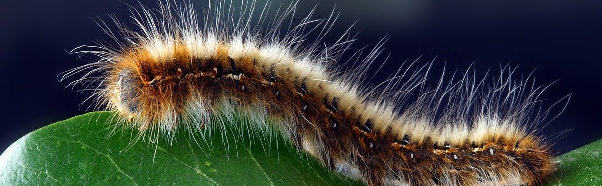 caterpillar-1727984_1280