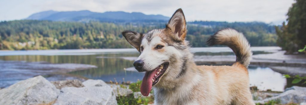 Todo sobre la adopción de un perro a través de una protectora