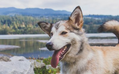 Todo sobre la adopción de un perro a través de una protectora
