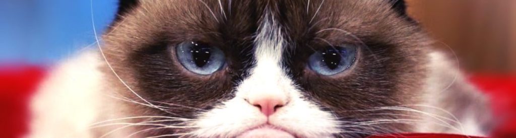 La sorprendente historia de Grumpy Cat, la gata más famosa de internet.