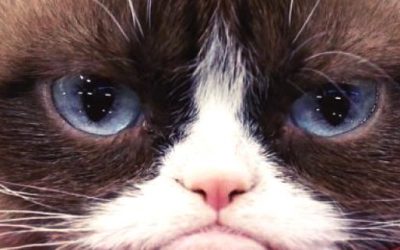 La sorprendente historia de Grumpy Cat, la gata más famosa de internet.