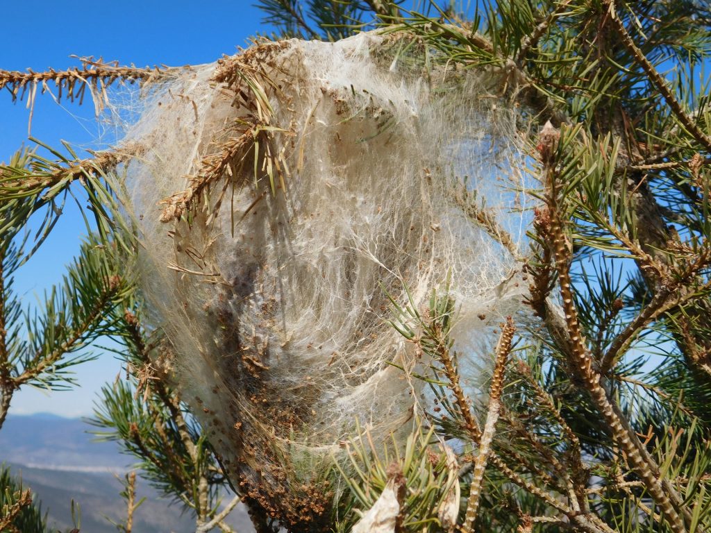 los peligros de lap rocesionaria