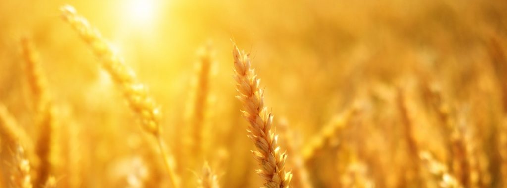 ¿Son los alimentos sin grano tan saludables como creemos?