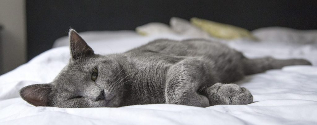 ¿Qué significa one health y cómo lo implementamos en una clínica veterinaria?
