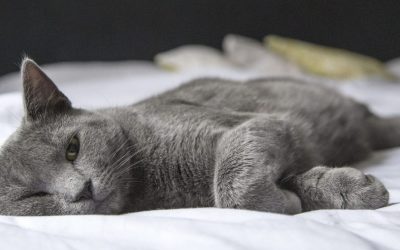 ¿Qué significa one health y cómo lo implementamos en una clínica veterinaria?
