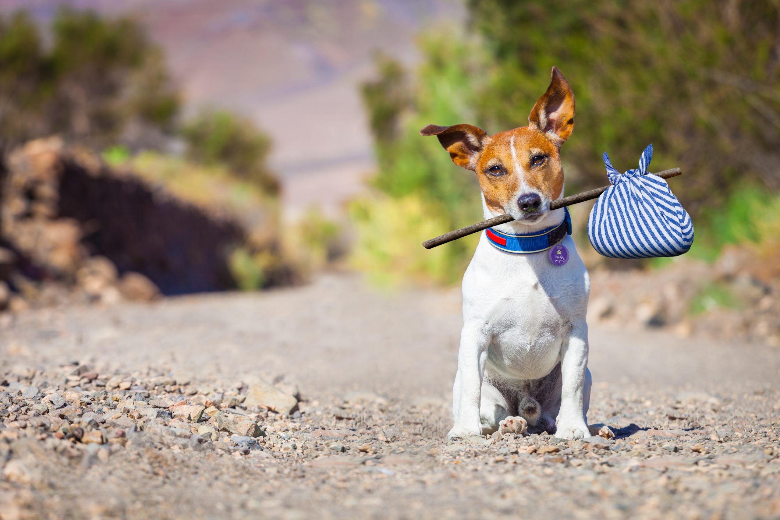 Jack,Russell,Dog,Abandoned,And,Left,All,Alone,On,The