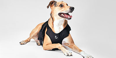 perro_DinbeatUNO
