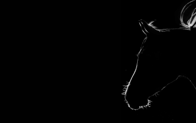 Dinbeat lanza un nuevo dispositivo para caballos