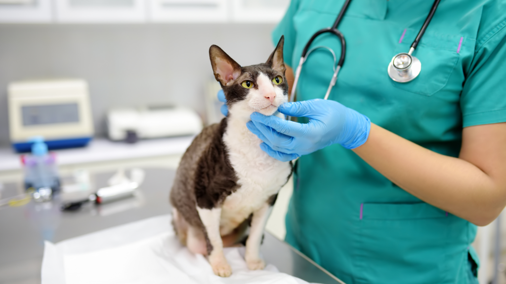 Stress in Animals: What It Is, Why It’s Dangerous and How to Reduce It in Veterinary Clinics