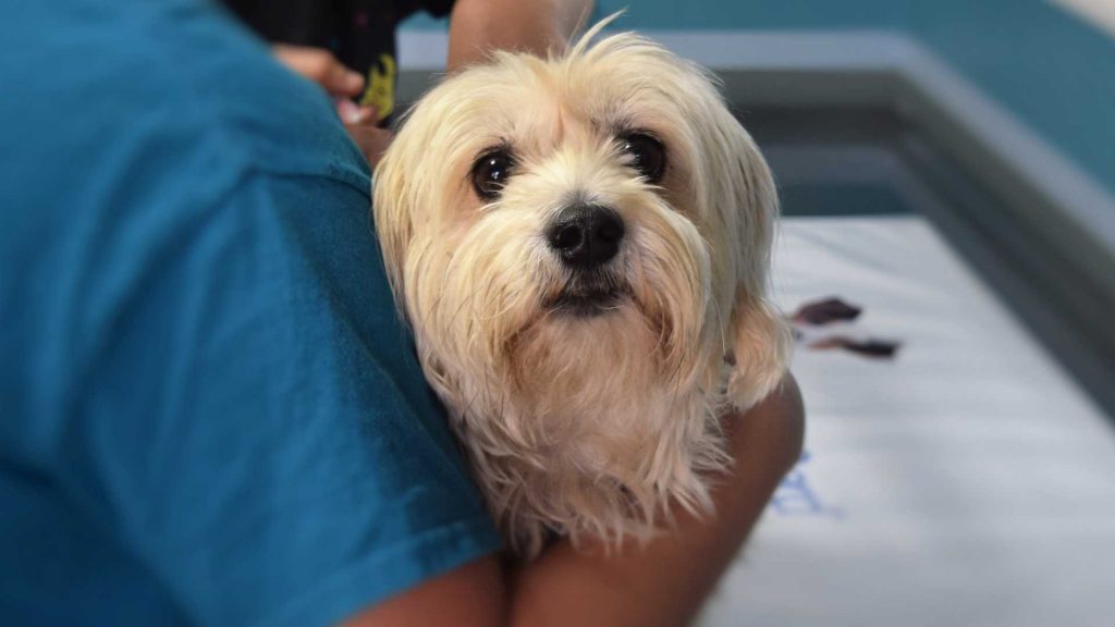 What Vets Need to Know about Autoimmune Diseases in Dogs