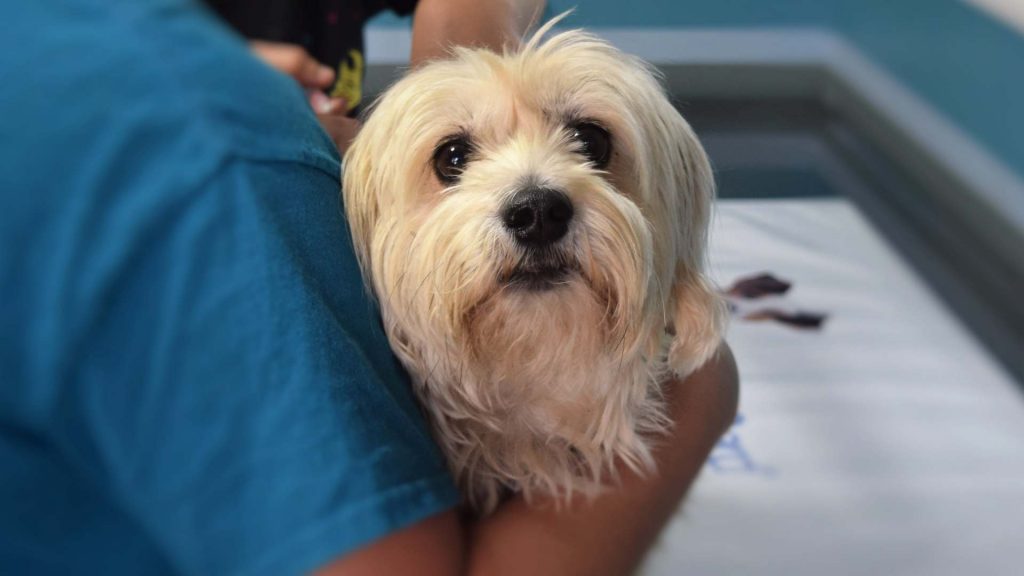 Veterinary Equipment: How to Correctly Choose the Latest Tools and Benefit from Them