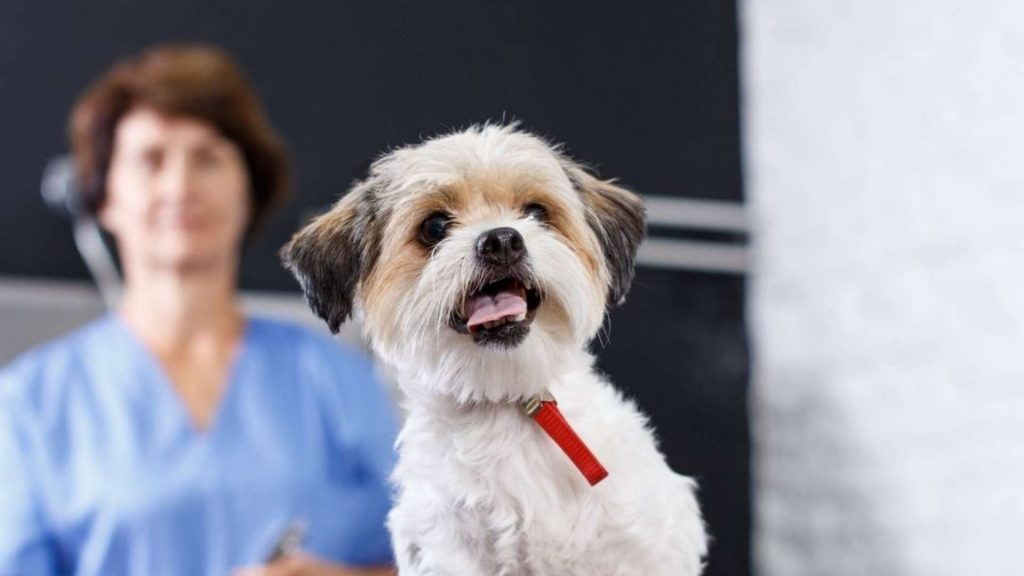 mHealth: What Is It and How Does It Differ from eHealth in the Veterinary Sector?
