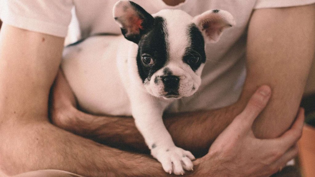 Monitor Dog Heart Rate: The Best Tools in 2022
