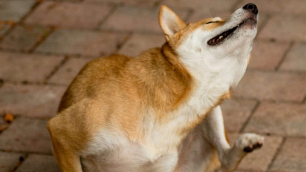 5 Challenges of Telemedicine in the Veterinary Sector