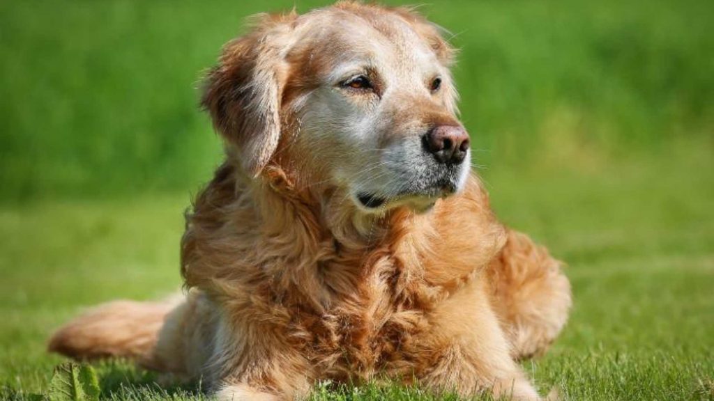 Advances in Veterinary Science in 2022