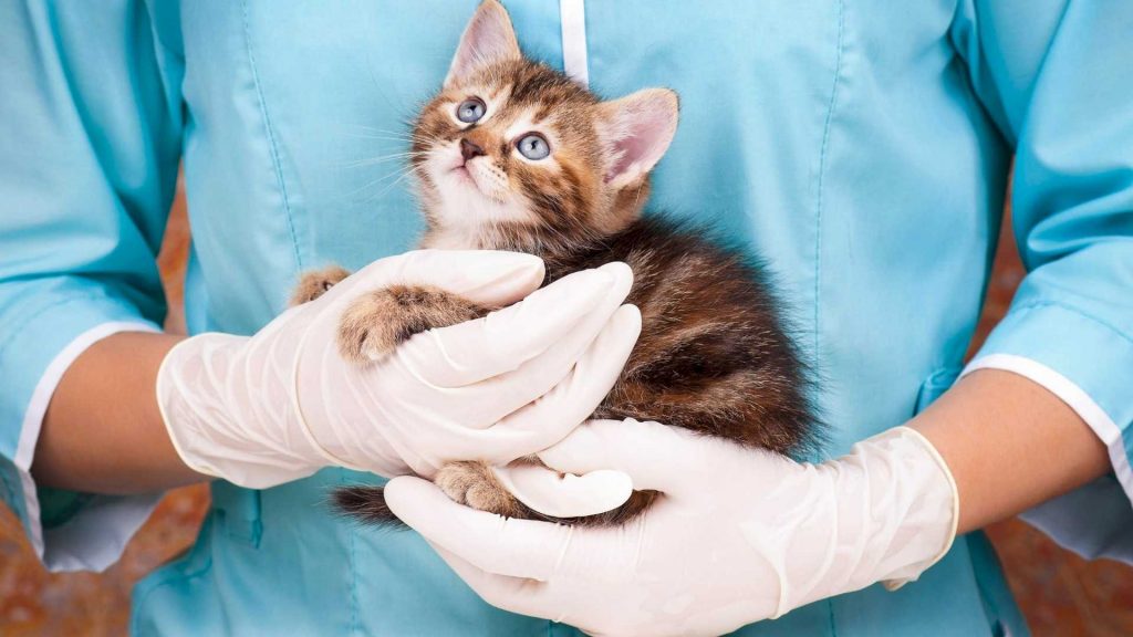 Is Veterinary Anaesthesia Monitoring a Thing of the Past?