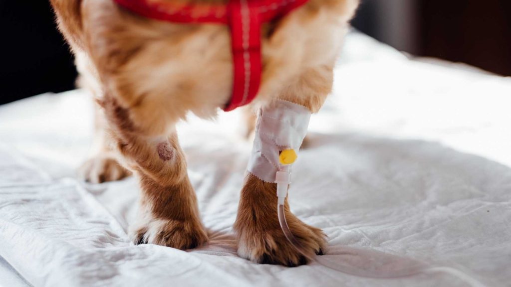Veterinary Technology and Profitability: How Are They Related?