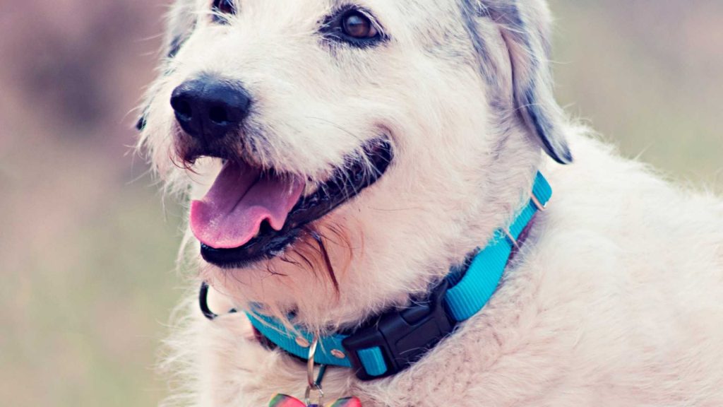 Veterinary Marketing Plan: How to Create One for Your Clinic