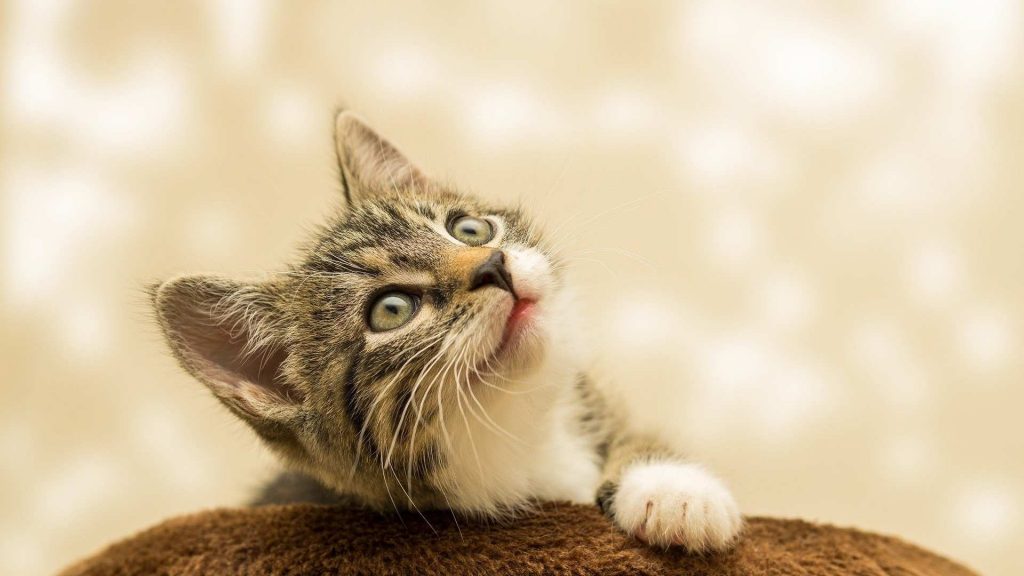 Advanced Veterinary Care Today: How to Implement It and Offer Higher Quality Services