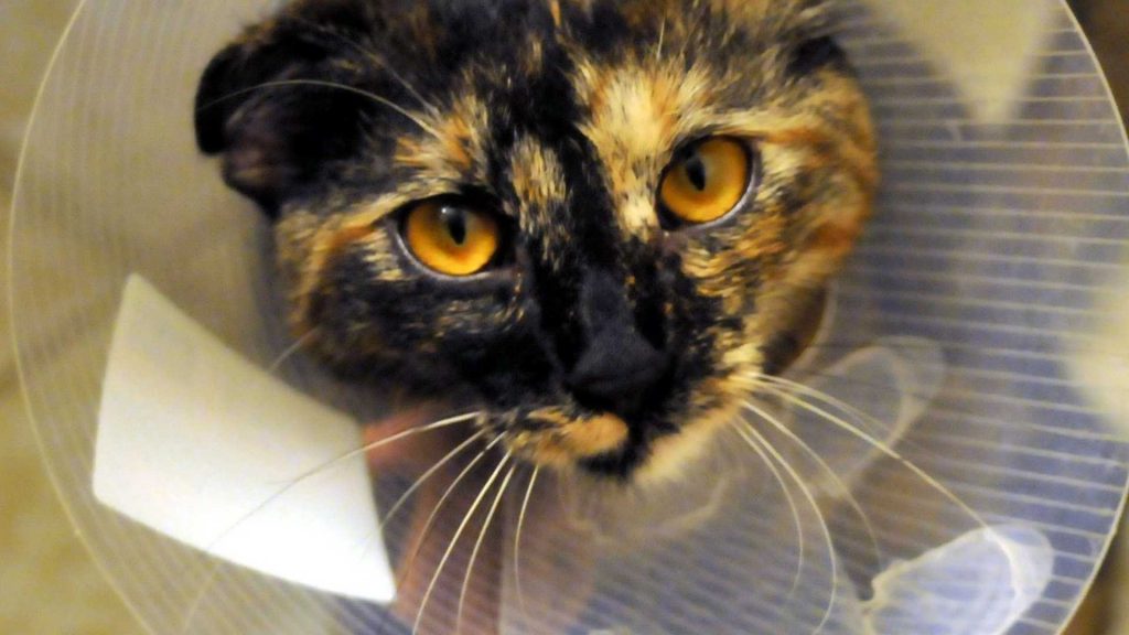 How Technology Can Improve Pain Management in Animals
